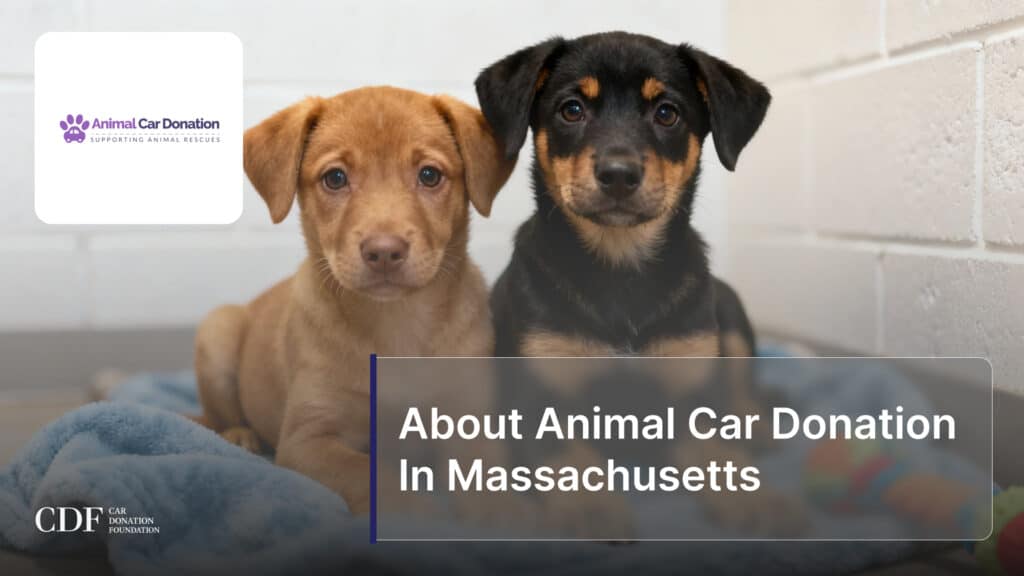 About Animal Car Donation In Massachusetts