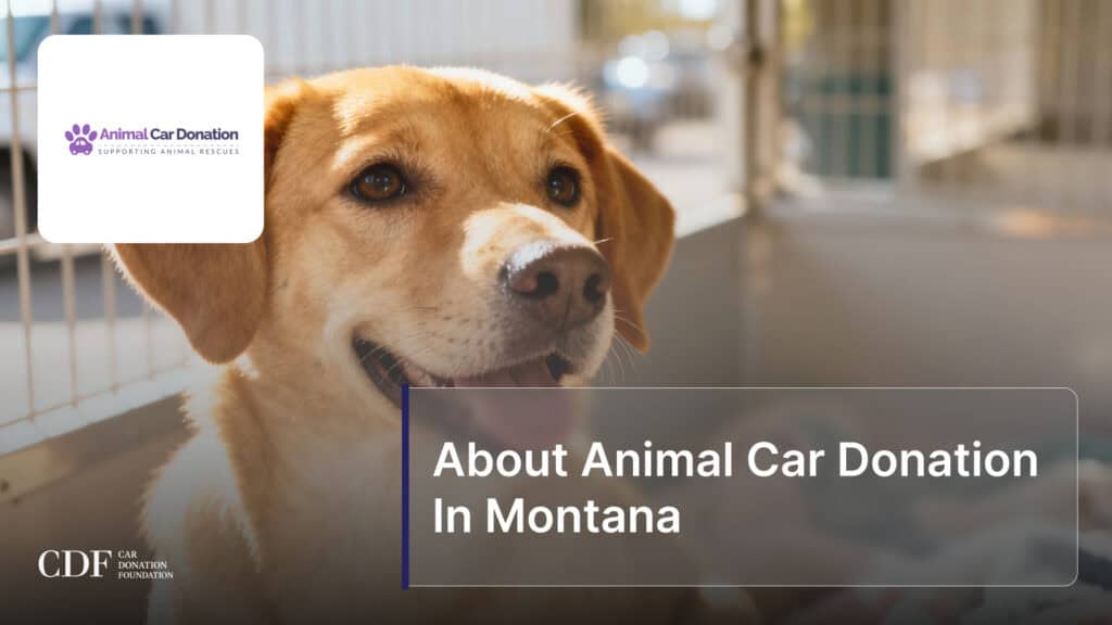 About Animal Car Donation In Montana