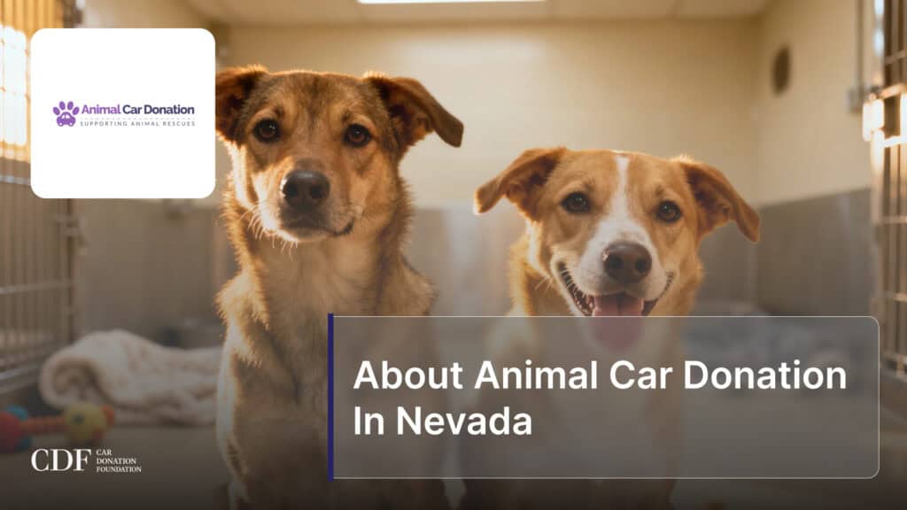 About Animal Car Donation In Nevada