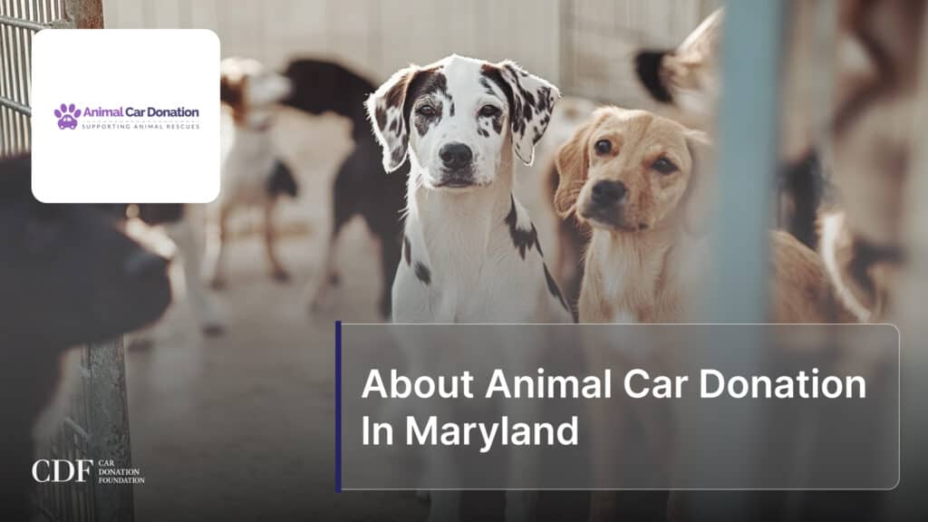 About Animal Car Donation In Maryland