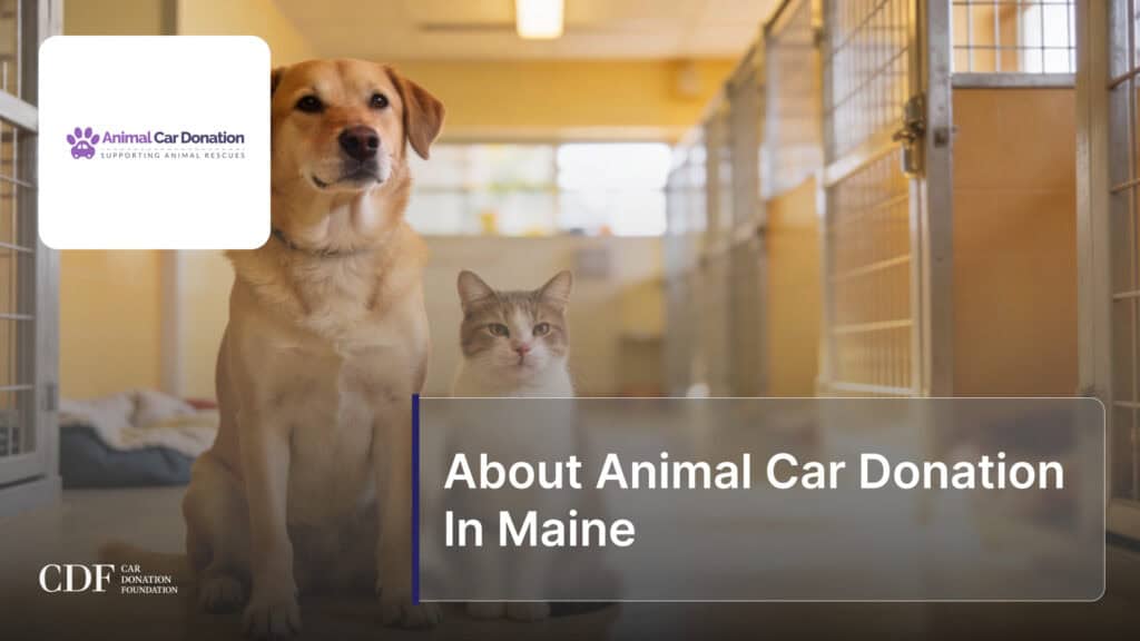 About Animal Car Donation In Maine