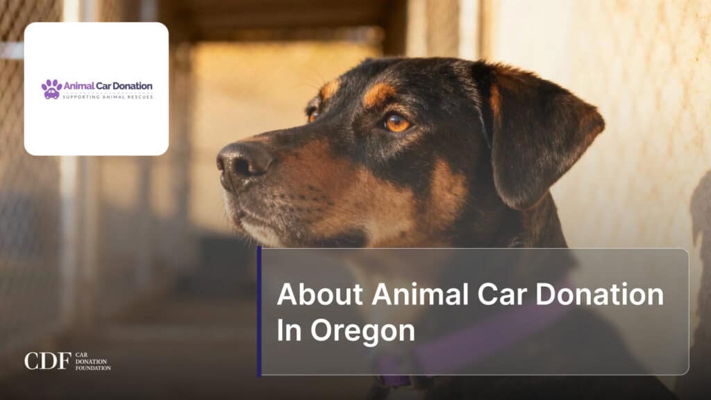 About Animal Car Donation In Oregon