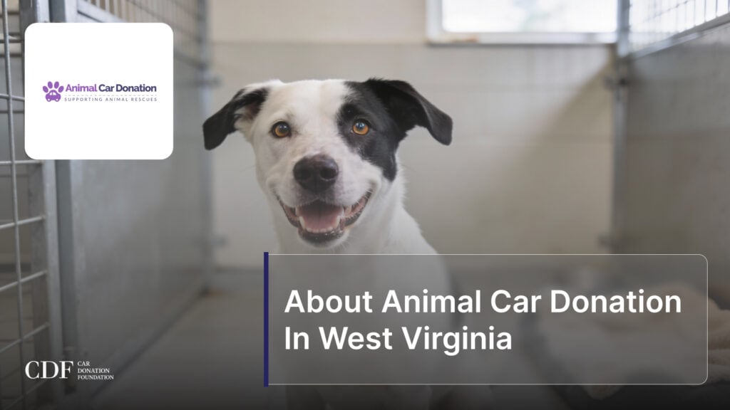 About Animal Car Donation In West Virginia