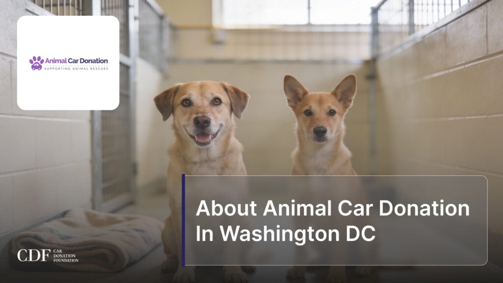 About Animal Car Donation In Washington DC