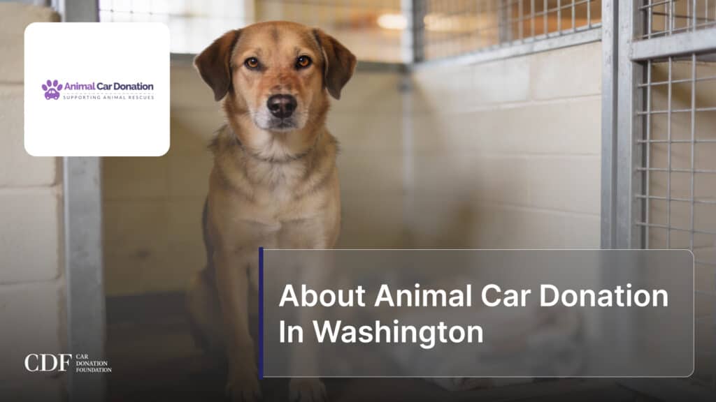 About Animal Car Donation In Washington