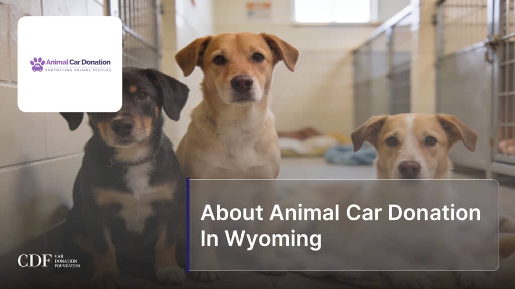 About Animal Car Donation In Wyoming