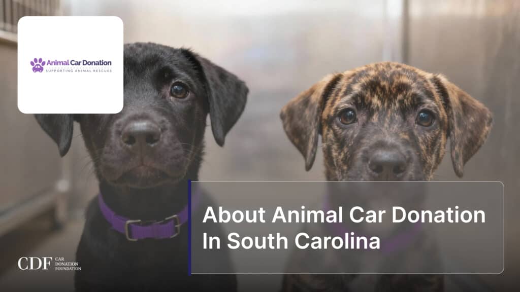 About Animal Car Donation In South Carolina